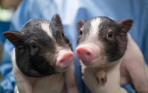 猪的营养与代谢性疾病中猪急性应激综合征的血型鉴定是什么
