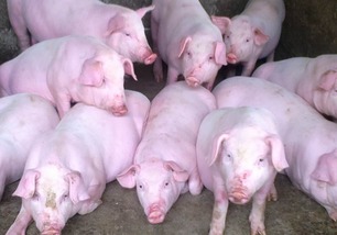 2017年仔猪价格预测 当前仔猪供应偏紧 二季度猪价或反弹
