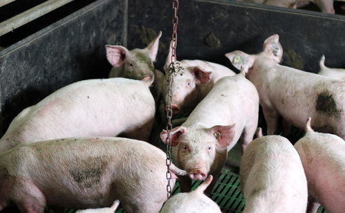 5月31日猪肉行情 外购仔猪一头亏损上千,谁在控制猪价 养殖户该咋办