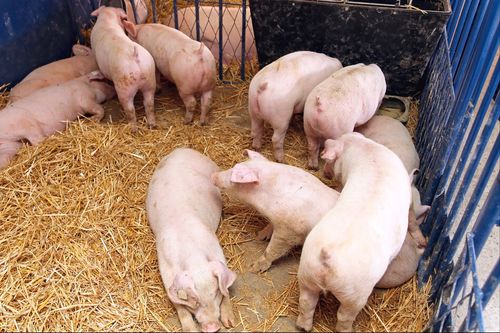 2月4日10公斤仔猪价格,猪价跌仔猪涨,原来是冬季仔猪不好养