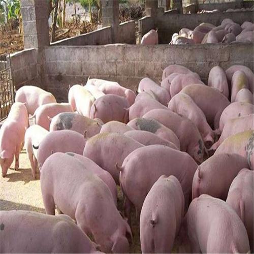在这个金属丝肉烂猪口感***的年代,占据了新疆西北猪肉的生产四川仔猪