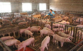 猪肉涨价的背后 屠企压价,饲料疯长,非瘟再起,养猪人如何生存