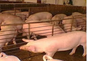 今年开始办理养猪场,政策正好,后期会不会出现供大于求的场面